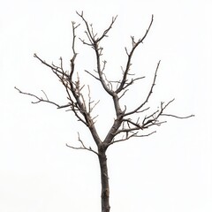 Obraz premium Bare tree, white background, winter, design element