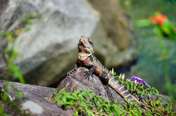 Australian water dragon lizard sunbathing on rock in Yamba NSW