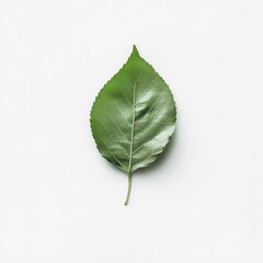 Single green leaf on white, nature backdrop, design element