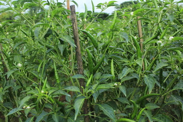 A group of red hot chili peppers and green hot chili peppers are ripe for bring to be a ingredient.