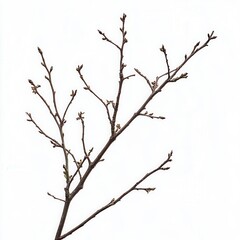 Obraz premium Spring branch buds, white background, growth