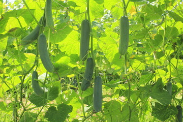 The group of green cucumber fruit is ready for harvesting, in the field of farmers.