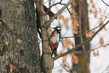 great spotted woodpecker on a tree
