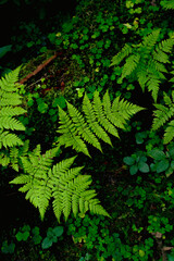 Vibrant Green Ferns with a Touch of Forest Magic, aesthetic nature, dark moody vibe