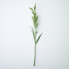 Naklejka premium Green oat plant, studio shot, white background, nature