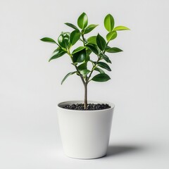 Green plant growing in white pot, studio shot