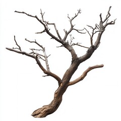 Dead tree branch isolated white background design