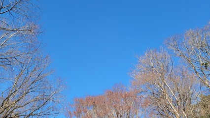 冬の樹木・血管・冬の空・小枝・枝／Winter trees, blood vessels, winter sky, twigs, branches／겨울 나무, 혈관, 겨울 하늘, 나뭇 가지, 가지