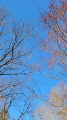 冬の樹木・血管・冬の空・小枝・枝／Winter trees, blood vessels, winter sky, twigs, branches／겨울 나무, 혈관, 겨울 하늘, 나뭇 가지, 가지