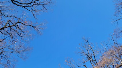 冬の樹木・血管・冬の空・小枝・枝／Winter trees, blood vessels, winter sky, twigs,...