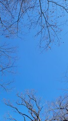 冬の樹木・血管・冬の空・小枝・枝／Winter trees, blood vessels, winter sky, twigs, branches／겨울 나무, 혈관, 겨울 하늘, 나뭇 가지, 가지