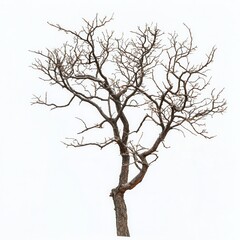 Obraz premium Leafless tree, isolated, white background, design element