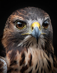 Obraz premium Retrato de la cabeza de un halcon mirando de frente sobre fondo negro