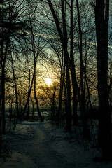 Fototapeta premium sunset in the forest