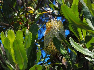 Banksia Flower Among Serrated Leaves