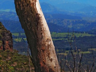 Close-Up of Tree Trunk with Mountain View