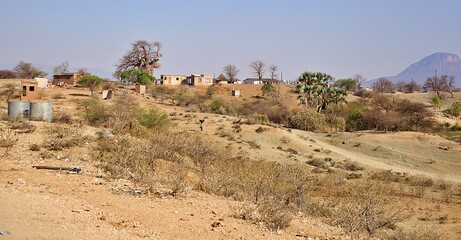 Baobab tree landscape shot