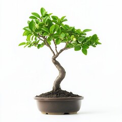 Studio Bonsai Tree, White Background, Zen (1)