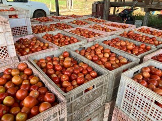 A group of tomatoes is showing fruitful fruit setting in the garden of farmers.