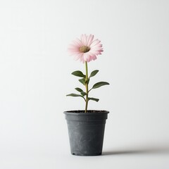 Pink flower pot studio shot, white background