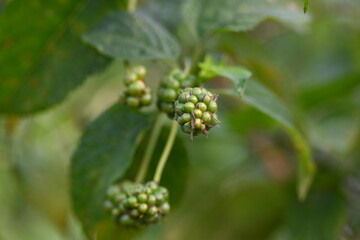 Lantana plant fruits. It is flowering plants in the verbena family, Verbenaceae. The genus includes both herbaceous plants. Its other names  shrub verbenas, lantanas and lantana camara.