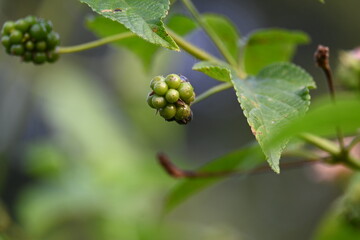 Lantana plant fruits. It is flowering plants in the verbena family, Verbenaceae. The genus includes both herbaceous plants. Its other names  shrub verbenas, lantanas and lantana camara.