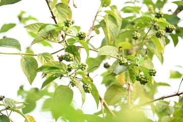 Lantana plant fruits. It is flowering plants in the verbena family, Verbenaceae. The genus includes both herbaceous plants. Its other names  shrub verbenas, lantanas and lantana camara.