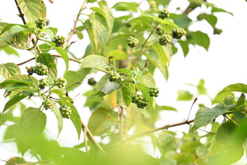 Lantana plant fruits. It is flowering plants in the verbena family, Verbenaceae. The genus includes both herbaceous plants. Its other names  shrub verbenas, lantanas and lantana camara.