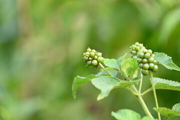 Lantana plant fruits. It is flowering plants in the verbena family, Verbenaceae. The genus includes both herbaceous plants. Its other names  shrub verbenas, lantanas and lantana camara.