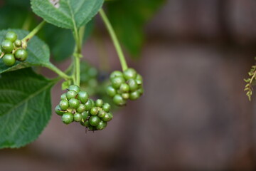 Lantana plant fruits. It is flowering plants in the verbena family, Verbenaceae. The genus includes both herbaceous plants. Its other names  shrub verbenas, lantanas and lantana camara.