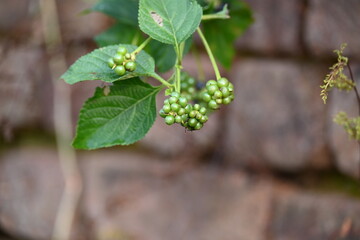 Lantana plant fruits. It is flowering plants in the verbena family, Verbenaceae. The genus includes both herbaceous plants. Its other names  shrub verbenas, lantanas and lantana camara.