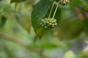 Lantana plant fruits. It is flowering plants in the verbena family, Verbenaceae. The genus includes both herbaceous plants. Its other names  shrub verbenas, lantanas and lantana camara.