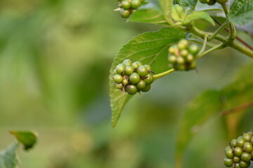 Lantana plant fruits. It is flowering plants in the verbena family, Verbenaceae. The genus includes both herbaceous plants. Its other names  shrub verbenas, lantanas and lantana camara.