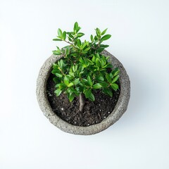 Small potted plant, overhead view, white background, growth