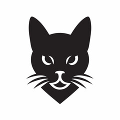 black and white cat