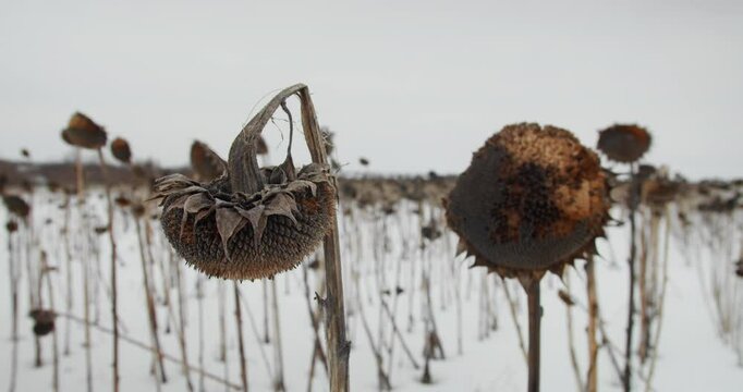 Dry sunflower field decimated with snow in wintertime, close up shot