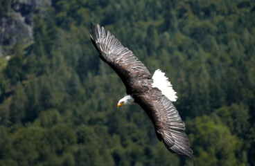 bald eagle in flight
