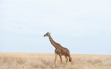 giraffe in the wild