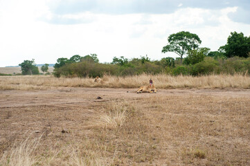 Lion in the savannah