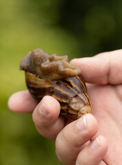 A hand holding a large brown and white snail