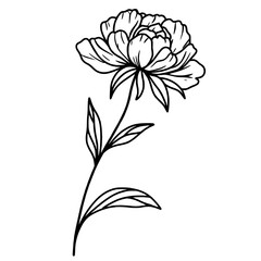 Peony Valentines day Hand drawn doodle line art illustration love elements greeting card decoration 