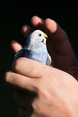 A close-up captures a small, light blue bird resting comfortably in a person's hand. Sunlight illuminates the scene, highlighting the bird's delicate feathers.