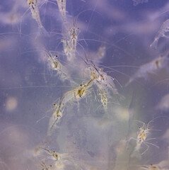 A group of small creatures are swimming in a body of water