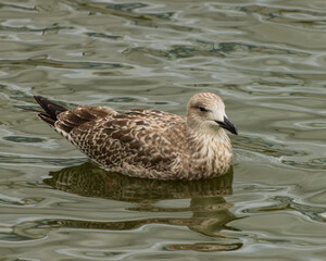 wild grey waterfowl bird in nature.