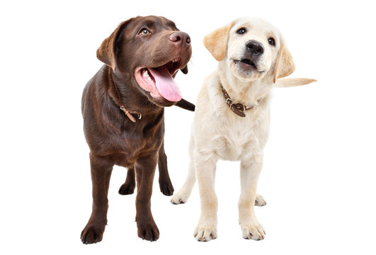 Two cute curious labrador puppies standing together isolated on white background