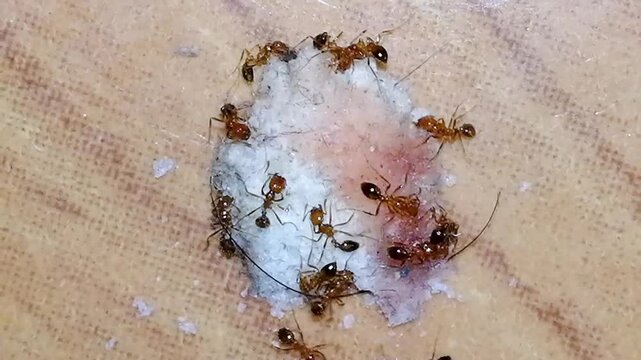 Red fire ants are eating tasty food like cookies, biscuit, wafer etc in the kitchen. Feeding the colonies of ants in the morning as symbol of kindness, unity, togetherness etc