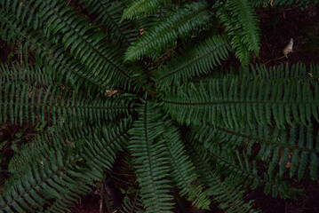 Sword Fern (polystichum munitum)