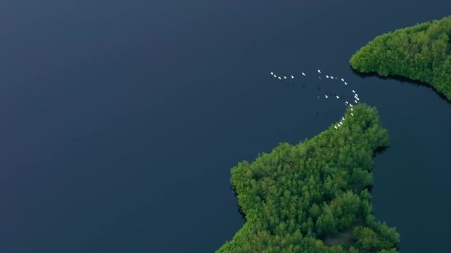 Florida wetlands with flocks of white egret and heron birds flying over green swamp vegetation between river waters. Wildlife in protected natural habitat
