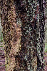 Douglas fir (pseudotsuga menziesii)