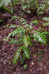dwarf Oregon-grape, Cascade barberry, Cascade Oregon-grape, or dull Oregon-grape (Berberis nervosa)
